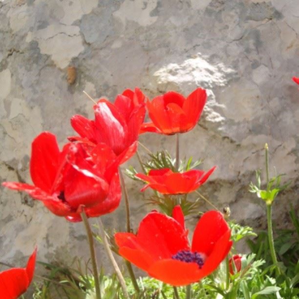 lebanon nature flowers