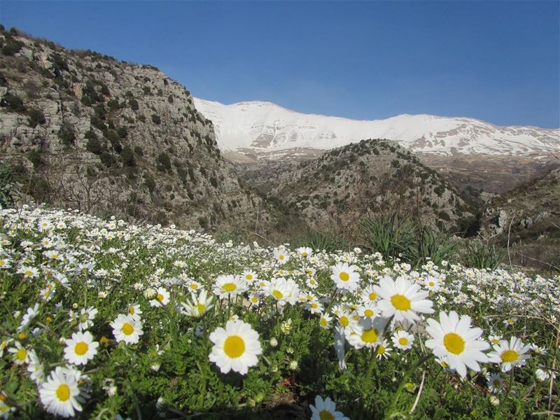  lebanon  nature  landscape  spring  hiking  trekking  outdoors  mountain ...