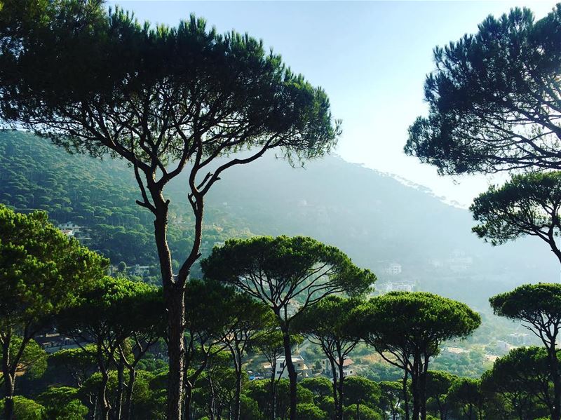  lebanon  nature  pine  trees ... (Bzebdin)