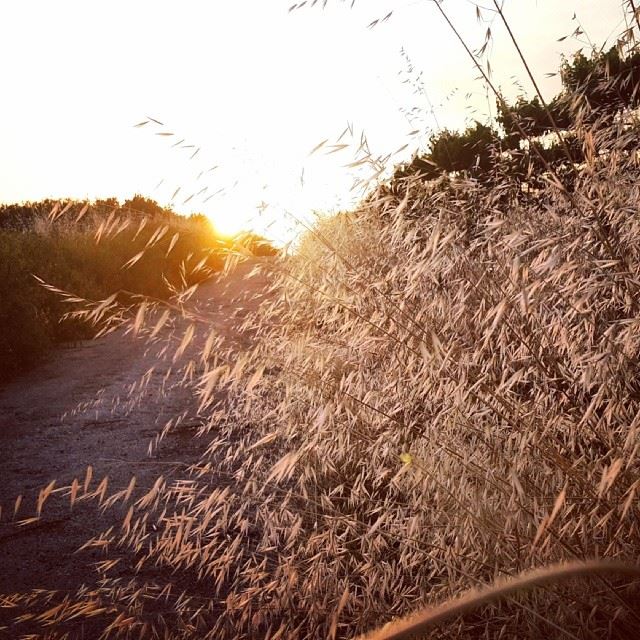  lebanon  nature  sun  sunset  southlebanon  instagood  photooftheday ...