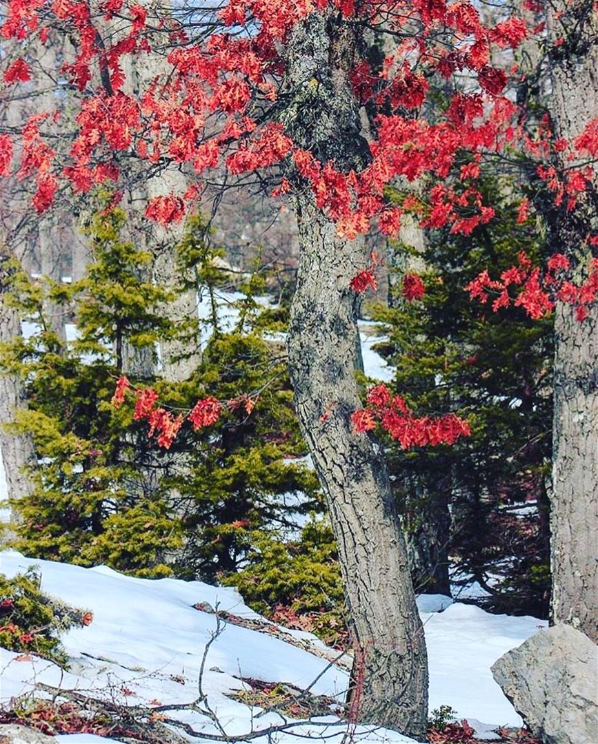  lebanon snow forest winter naturephotography  natureshots ... (غابة العذر)