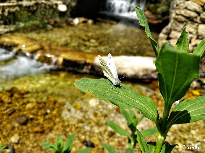  lebanoninapicture  lebanon  livelovelebanon  lebanontraveler ... (Ehden, Lebanon)