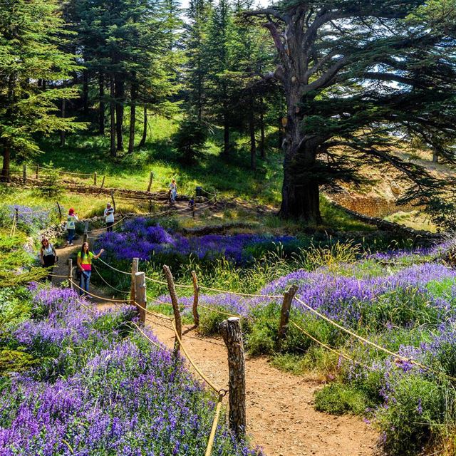 Let's breathe some fresh air!  And hike trough the Heaven of Cedars and... (Arz Bcharé)