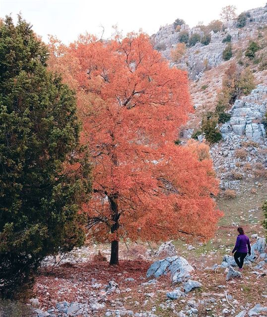 Let's Get Lost ! 🍁 (Ouâdi Mechmech)