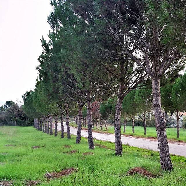 Let's go on a Roadtrip.🌳🌳🌳🚗🌳🌳🌳  livelovebeirut wearelebanon ... (Bechmezzîne, Liban-Nord, Lebanon)