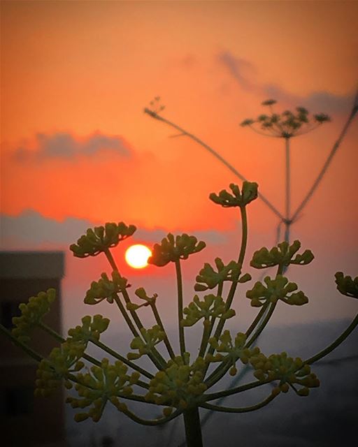 🌾 livelovenabatiyeh  livelovelebanon  livelovejnoub  sunset  nature ... (النبطية الفوقا)