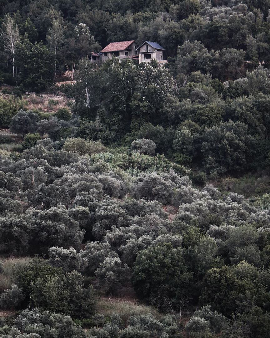 Living in the woods 🏡 (Deir Mîmess, Al Janub, Lebanon)
