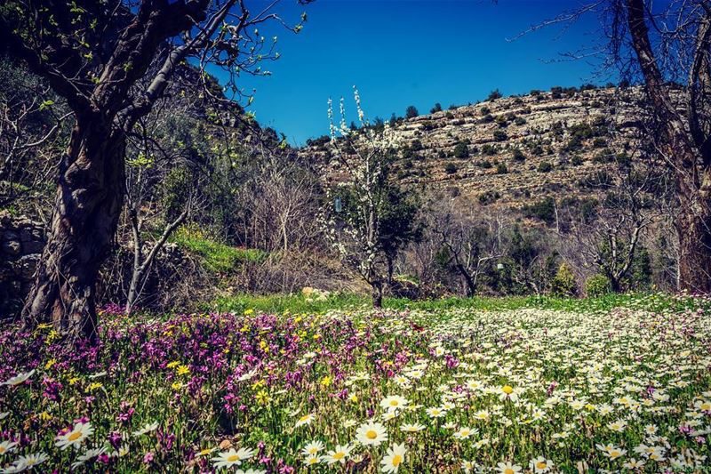 Location: Batloun, Chouf, Lebanon Date: 26-03-2017 Instagram : @jadmakare (Batloun, Mont-Liban, Lebanon)