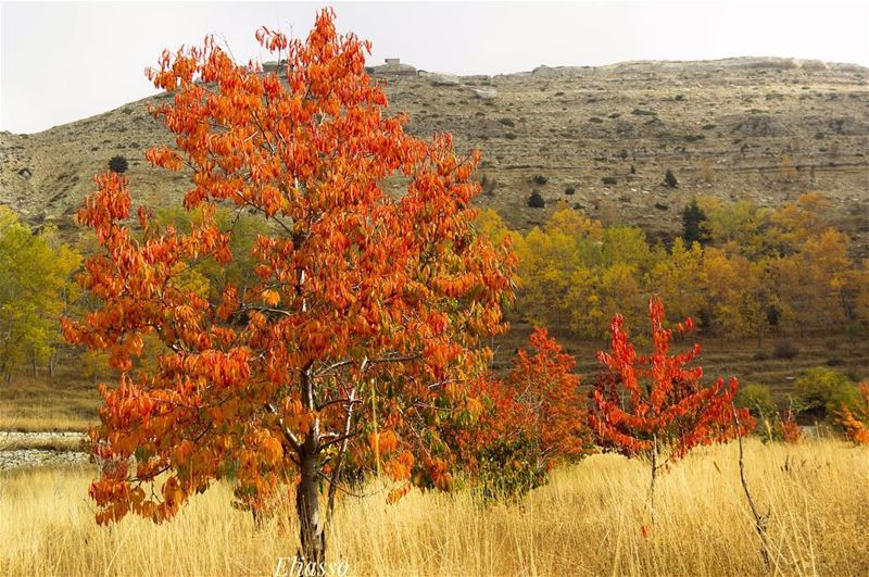 .–––––––––––––––––––––––––––––––––––Location:  Laqlouq  Lebanon––––––––– (El Laqloûq, Mont-Liban, Lebanon)