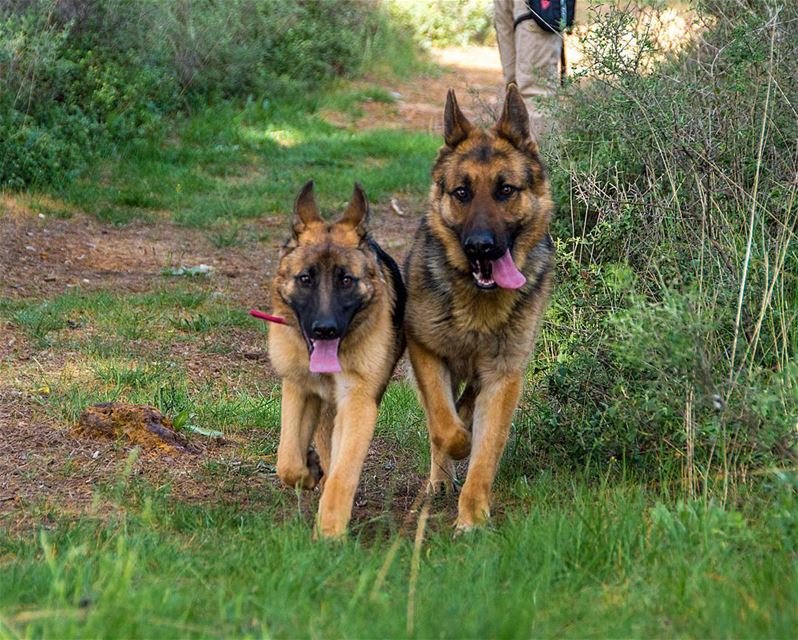 🐶🐶..... logan loganthedog dogs dog happydog germanshepherd puppy...