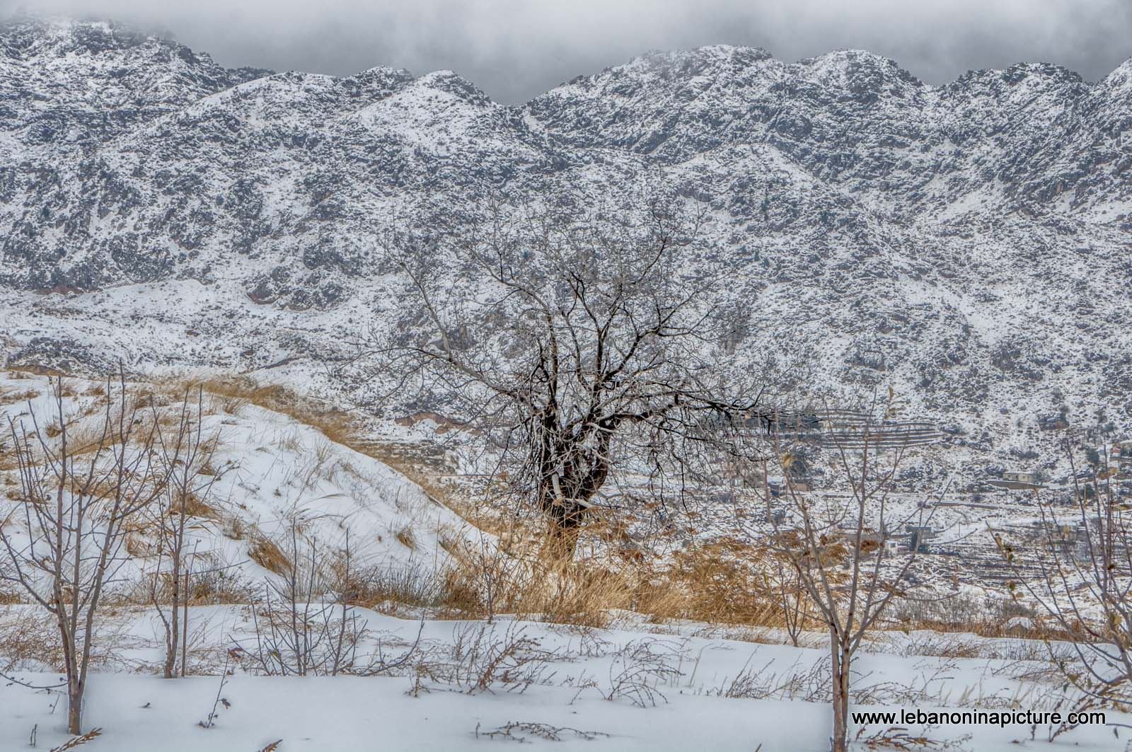 Lonely Cold Tree (Laklouk, Lebanon)