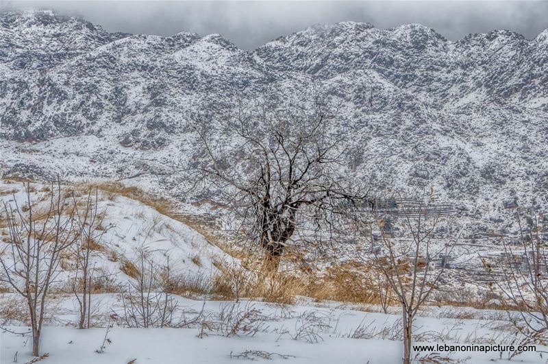 Lonely Cold Tree (Laklouk, Lebanon)