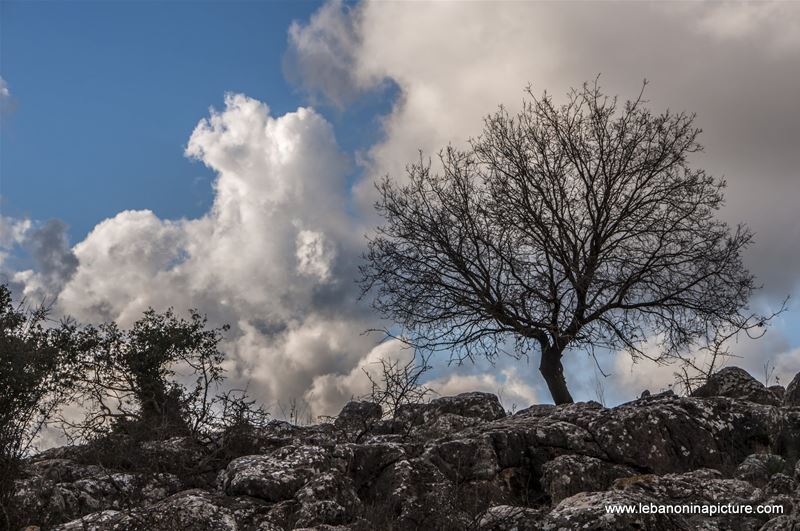 Lonely Tree (Yaroun, South Lebanon)