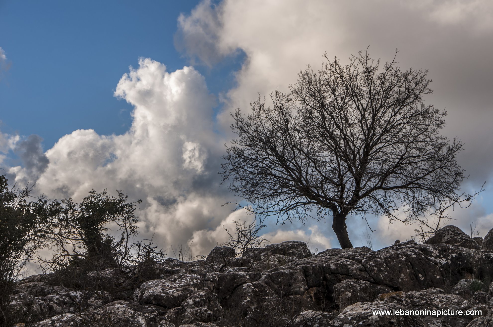 Lonely Tree (Yaroun, South Lebanon)