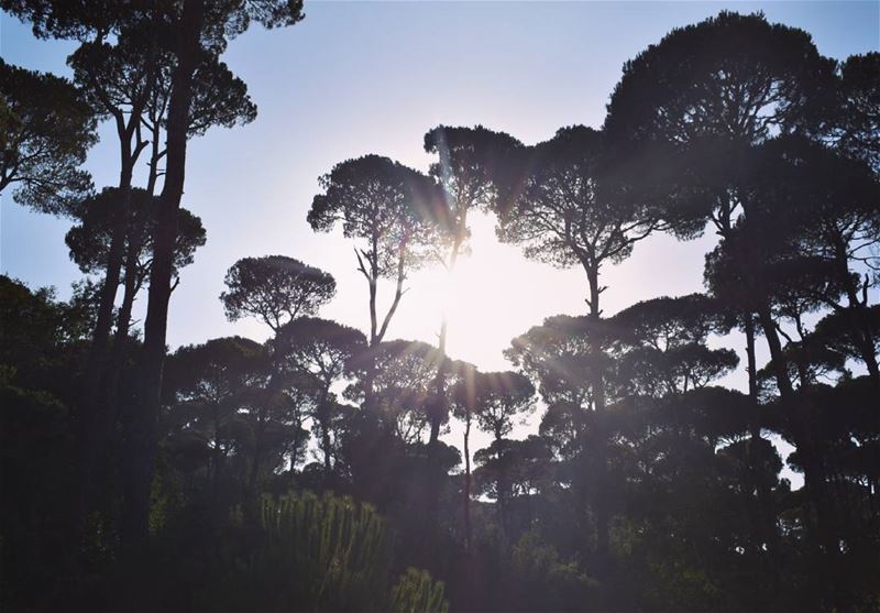 Look deep into nature, and then you will understand everything better 💚@b (Bkâssîne, Al Janub, Lebanon)