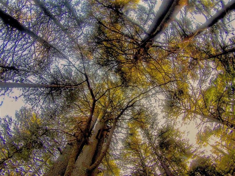Look... (Horsh Ehden)