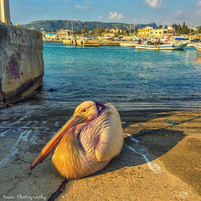 ..Looking at beauty in the world is the first step of purifying the mind..... (Batroun,Lebanon)