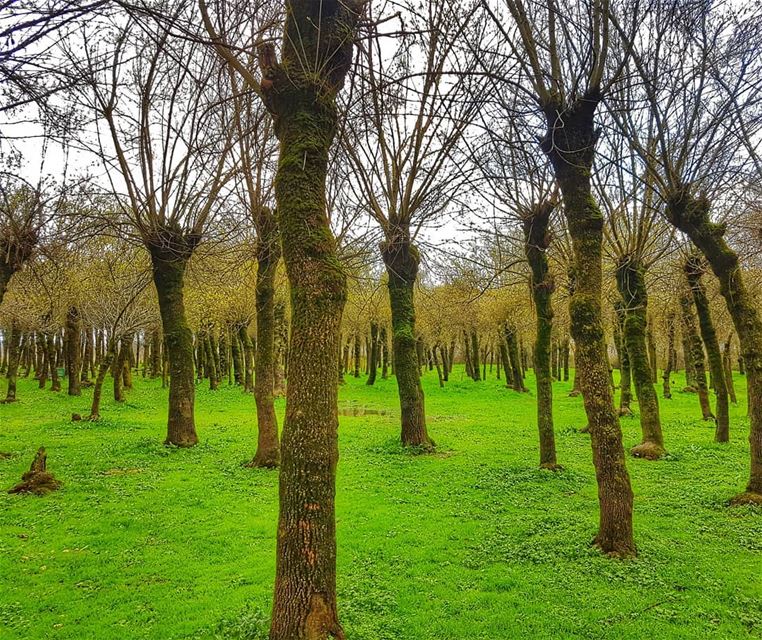 Looks like spring is getting nearer  spring  green  fresh  newbeginnings ... (Beqaa Governorate)