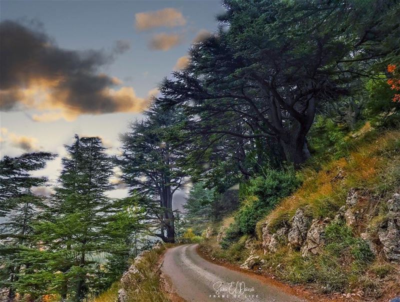 Lost in a majestic forest ❤️🌲❤️ (Arz Tannoûrîne)