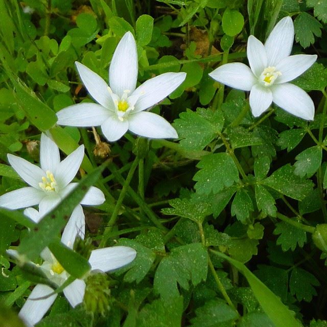 loves_flowers flowers naturenatureoflebanon forest