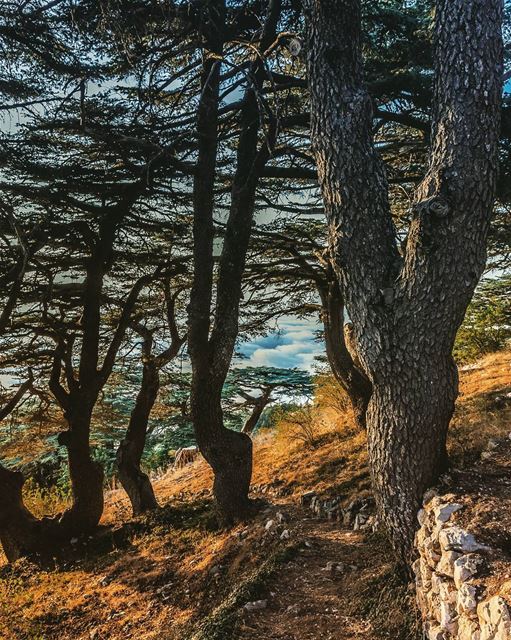 Maaser El Chouf, Lebanon lebanon  hiking  nature  outdoors ... (Al Shouf Cedar Nature Reserve)