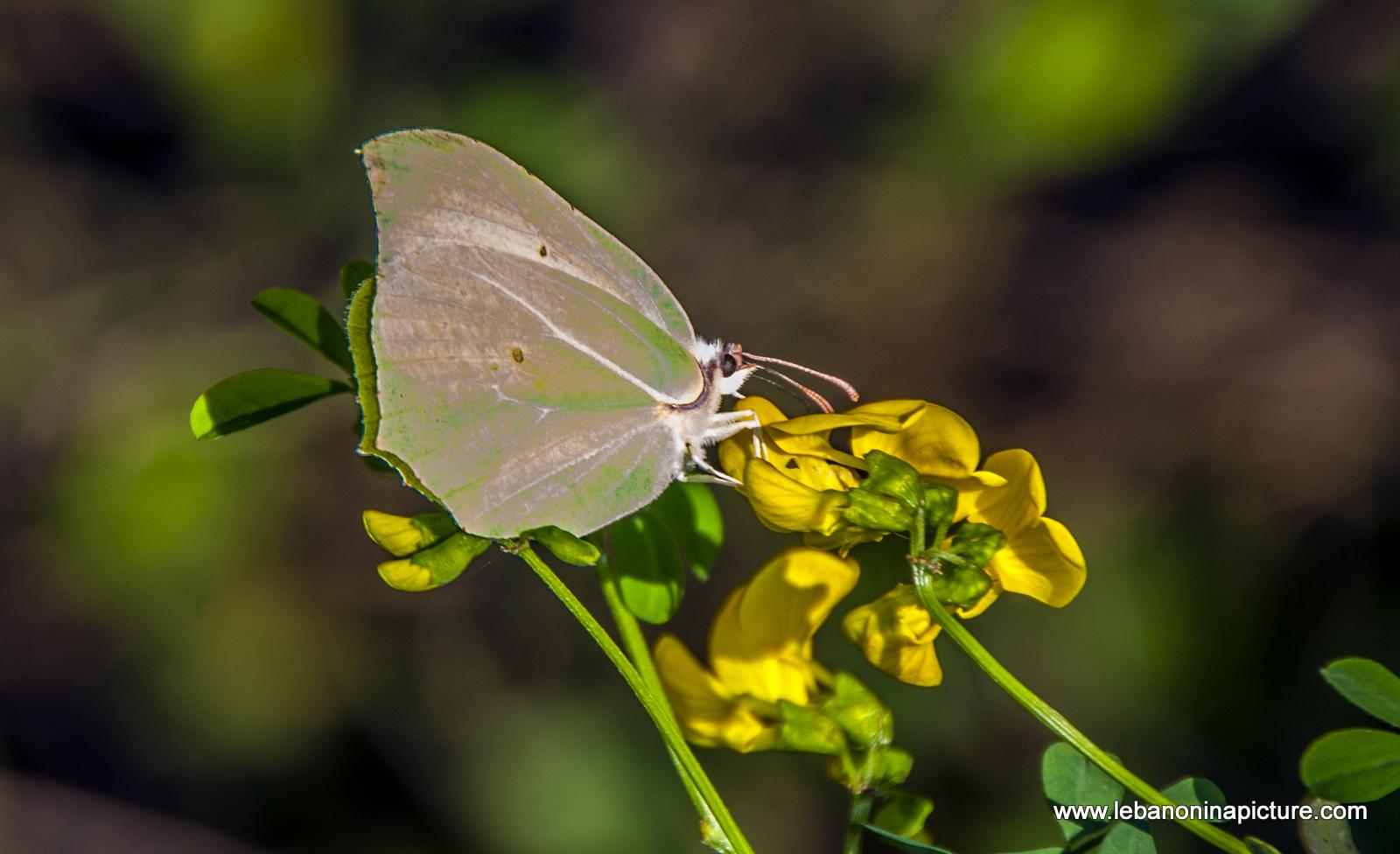 Macro Green Butterfly