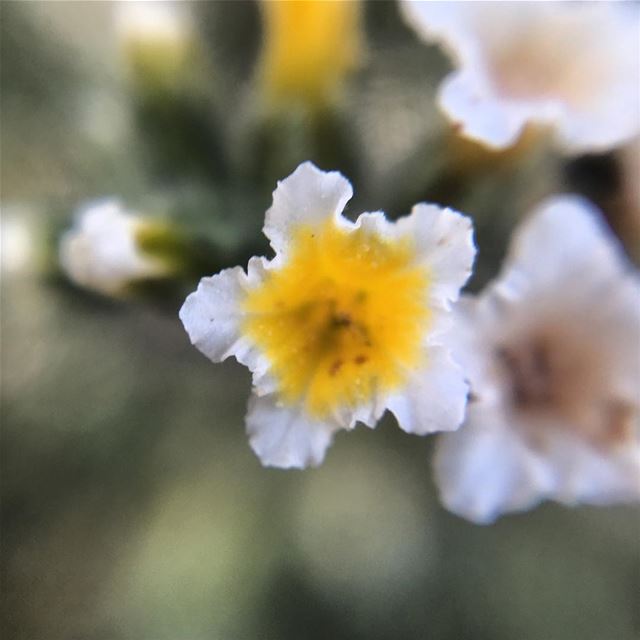  macro  zoom  yellow  white  flower  nature ...