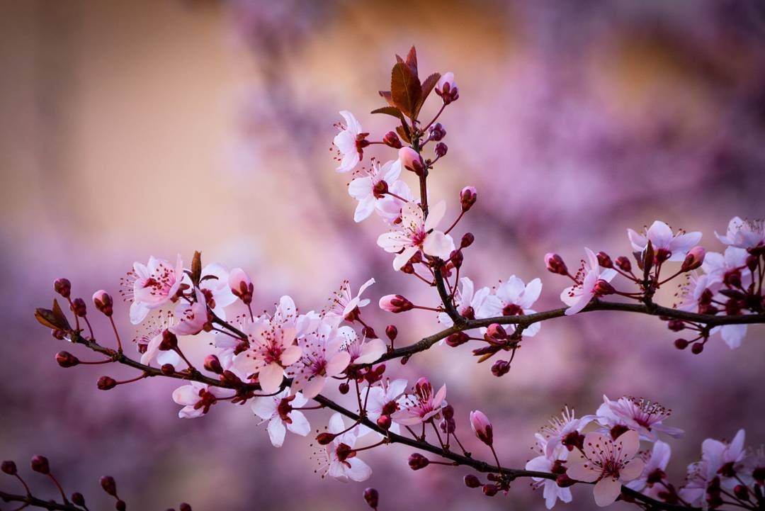 .Magical Cherry Blossom 🍒 | Good afternoon dear IGers and have a great... (Qabb Ilyas, Béqaa, Lebanon)