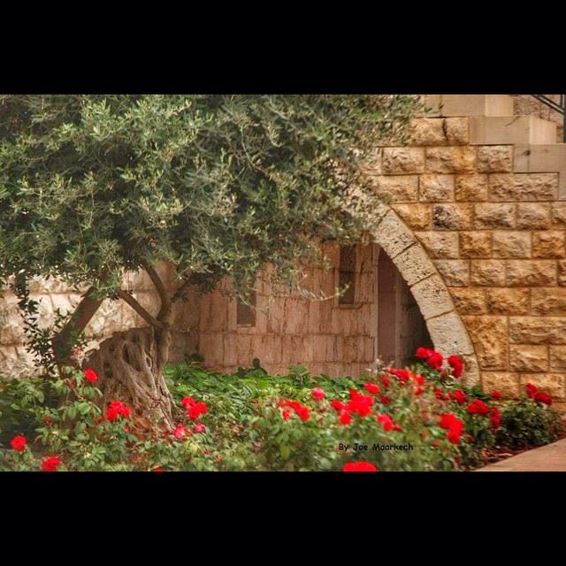 Mar Elias Church, Ghazir, Lebanon  lebanon  ghazir  monastery  tree ...