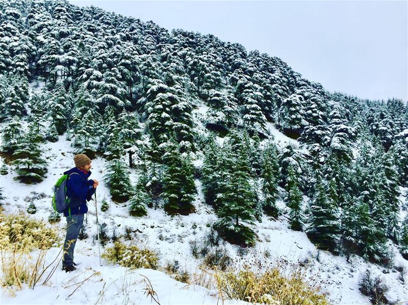 May all your trails be crooked, winding, lonesome, dangerous, leading to... (Ain Zhalta - Bmohray Cedars)