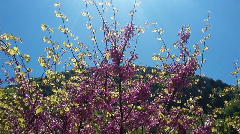 May your days be as Bright as the flowers of April and May! JabalMoussa ... (Jabal Moussa)