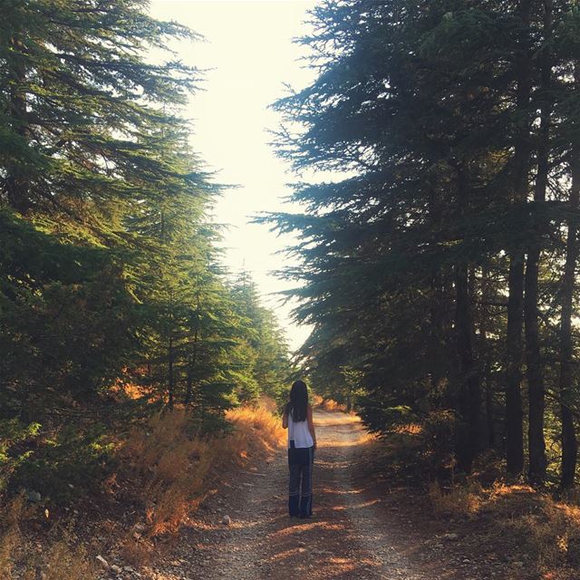 May your weekend sparkle✨ (Al Shouf Cedar Nature Reserve)