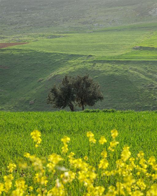 Maydane plain.... photography photographer photooftheday landscape... (Kfar Roummâne, Beyrouth, Lebanon)