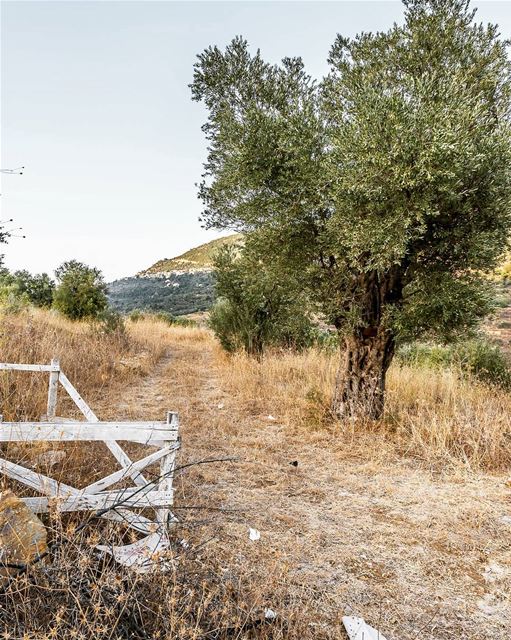 Mazraat el Chouf lebanon  hiking  nature  outdoors  livelovelebanon ... (Mazra`At Ash Shuf, Mont-Liban, Lebanon)