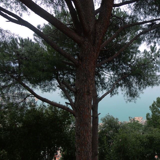 mediterraneansea natureoflebanon nature pine beautifulplaces