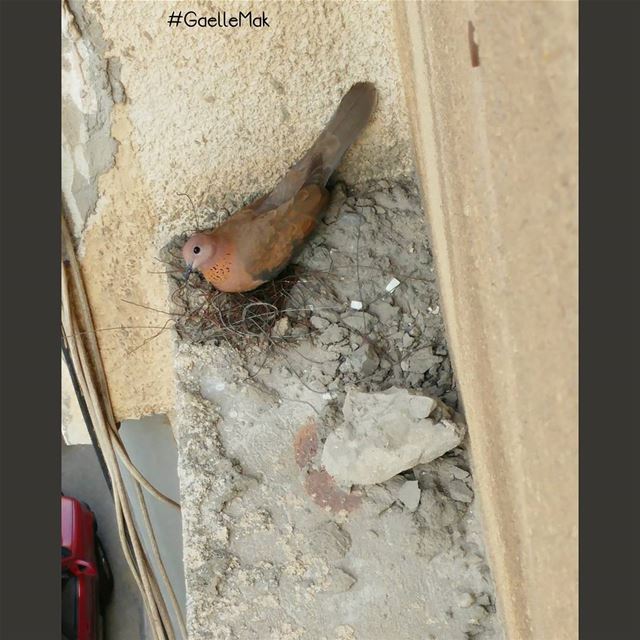 💫 Meet our friend who has taken our window as shelter to build his nest 🐦