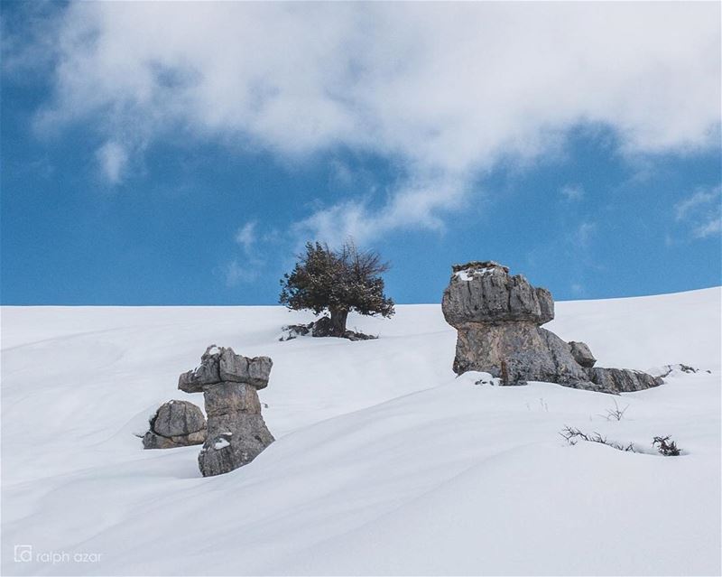 Middle tree🌲❄️  snow  mountains ... (El Mejdel, Mont-Liban, Lebanon)