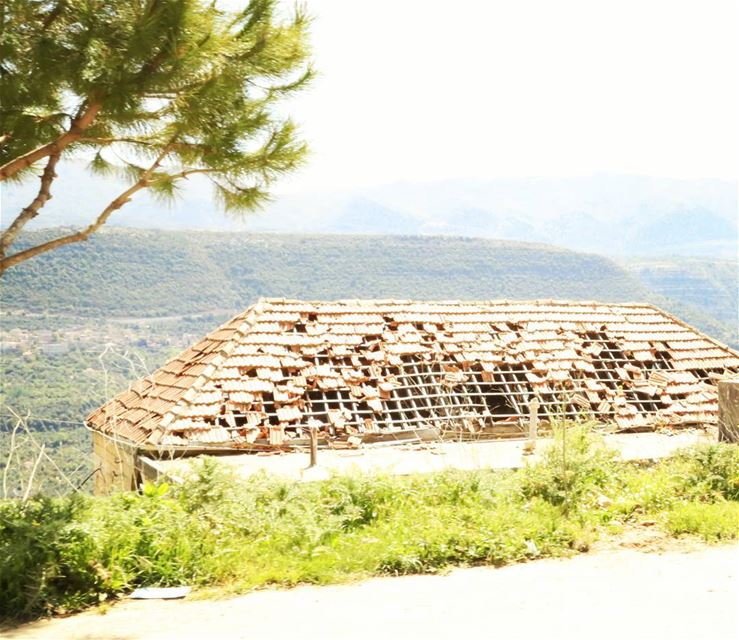 Millions of trees in the world are accidently planted by squirrals who... (Lebanon)