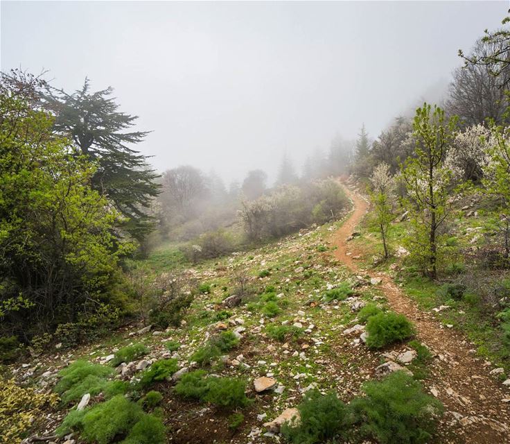 Misty Spring  ourplanetdaily  vsco ... (Horsh Ehden Nature Reserve)