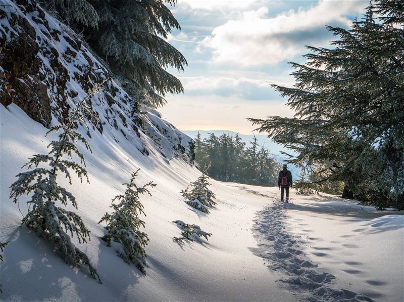 Momma cedars and their babies  lebanon  letsgosomewhere ... (Barouk Cedar Forest)