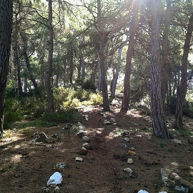 Mon coeur ne battera que pr toi nature natureoflebanon pine forest mountain