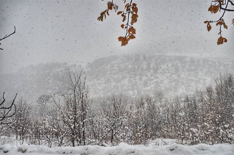  monday view hiking hike snowing snow forest foggy adventure landscape... (Sanine Mountains)