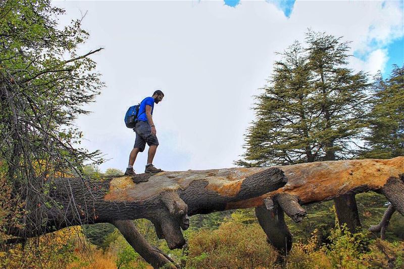 Monkeys climb on trees while i just walk easily on them🙆🏻‍♂️! You mad... (Horsh Ehden)