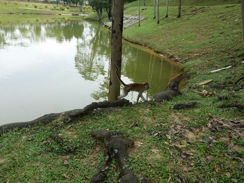 Monkeys in Malaysia...