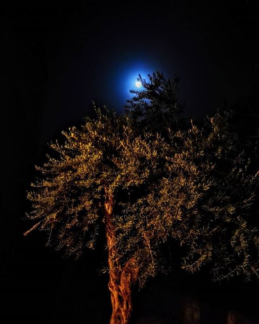 Moonlight dressed... (El-Mteileb, Mont-Liban, Lebanon)