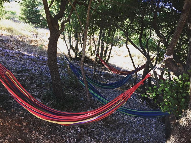 Morning Chill  colorful hamac trees nature shoufcedarreserve camping shouf...