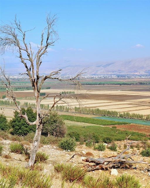 Morning from Bekaa 😃صباح الخير من البقاعPhoto taken by @polsamuel 😊... (West Bekaa)