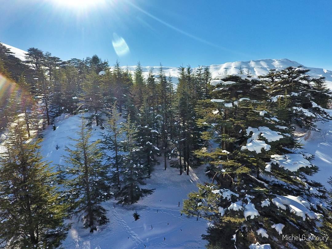 Morning from our lovely Cedars of GOD... AboveLebanon  Lebanon ... (Cedars of God)