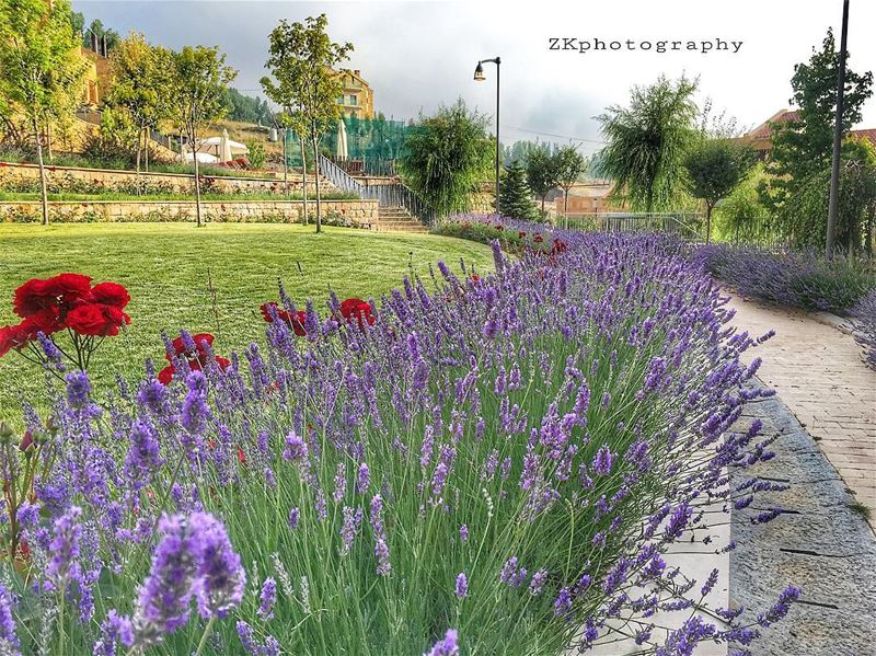 Morning 🌺 • insta_lebanon  ig_lebanon  lebanon_pictures  loves_lebanon ... (Fakra Kfarzebian Liban)