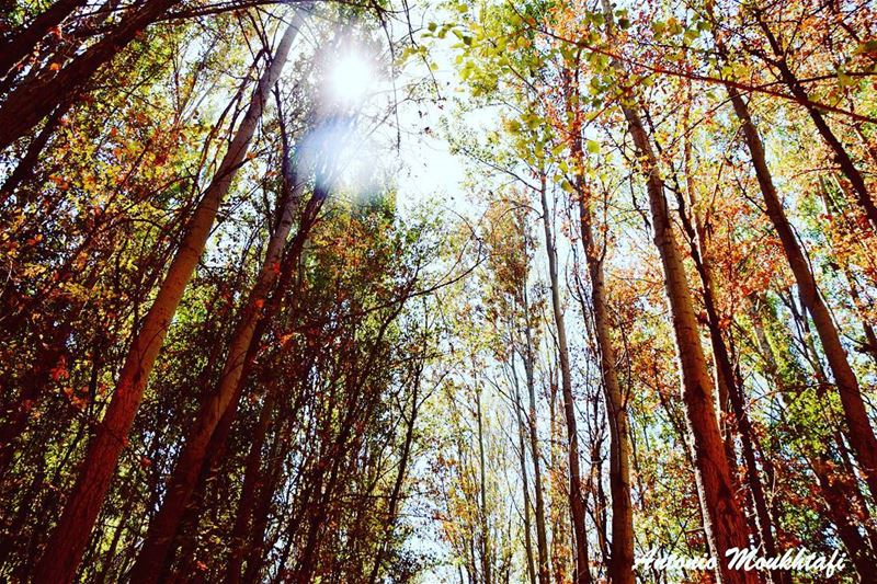  morning  lebanon  tree  sunny  green  multicolor  forest ...